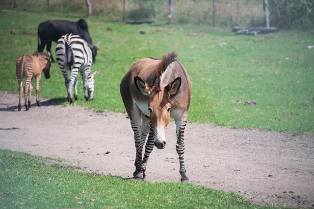 zebra
