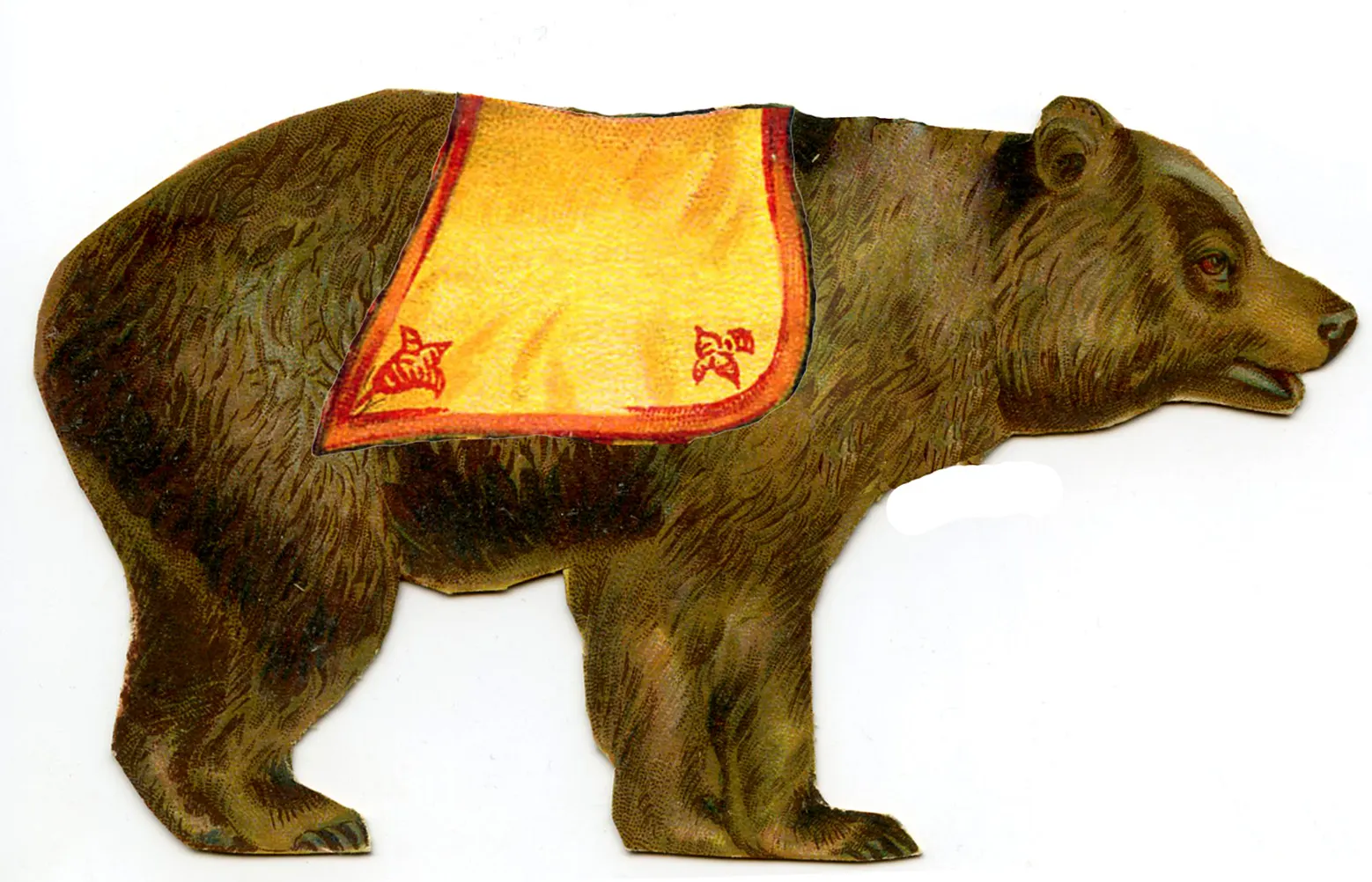 bear